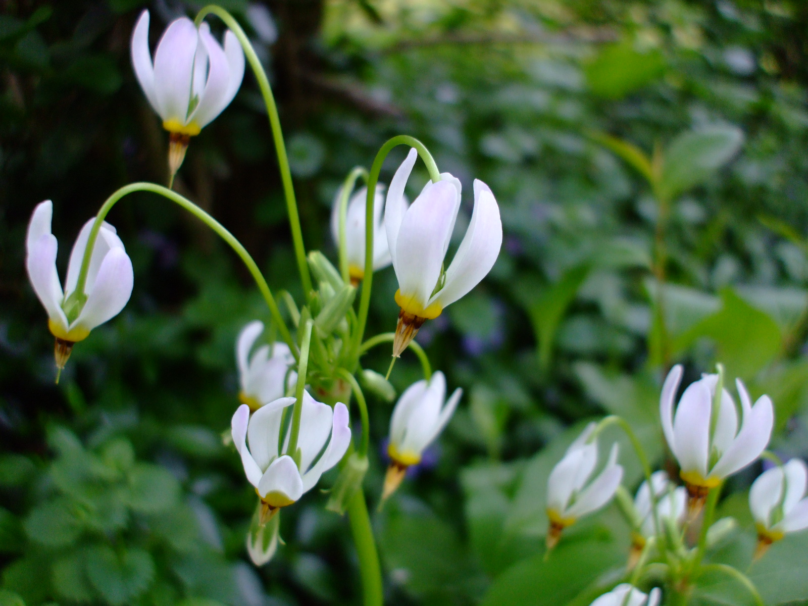 Dodecatheon meadia alba